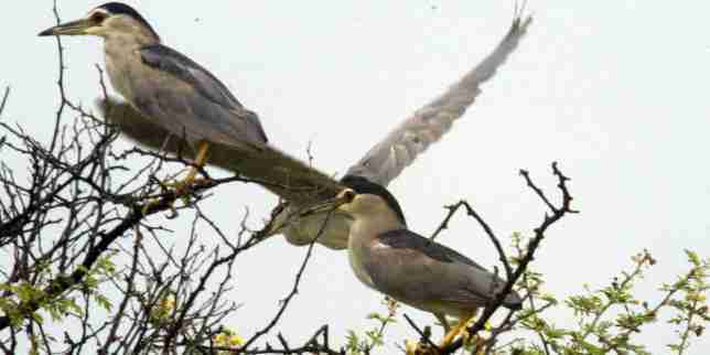 Entre la France et l’Afrique, le défi de la protection des oiseaux d’eau migrateurs