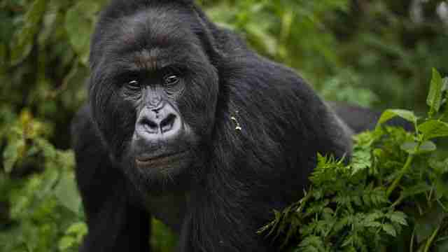 Gorilles des montagnes du Rwanda : une réussite en matière de conservation